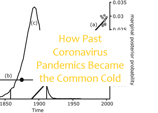 coronavirus pandemic become endemic