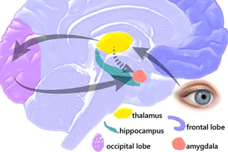 amygdala and freedom