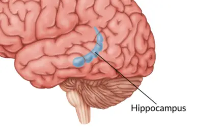 Hippocampus Healing From Trauma