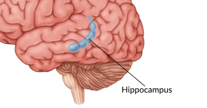 Hippocampus Healing From Trauma