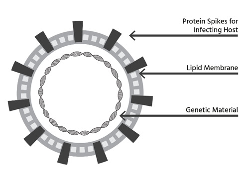 From Killer to Common Cold
